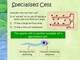 Maybe you would like to learn more about one of these? Cell Adaptation To Know How Animal And Plant Cells Are Adapted For Different Functions D Crowley Ppt Video Online Download