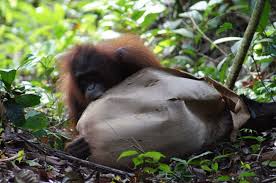 2bukit merah orang utan island foundation. Behavioral Studies And Veterinary Management Of Orangutans At Bukit Merah Orang Utan Island Perak Malaysia Abstract Europe Pmc