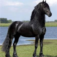 Cainii ar putea latra la animalele pe care le vad afara, altii latra cand sunt plictisiti, cand vior atentie sau din cauza anxietatii cand se vad separati de stapani. Fresian Frizian Belgian Black Perla NeagrÄ OlandezÄ