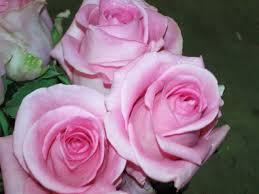 This has been reflected in virtually year on year expansion in fruit, vegetable and flower exports, a trend that saw the industry rise 31% in 2003 with total. Black Tulip Flowers Kenya Home Facebook