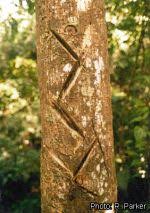 Image result for Antiaris