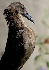 We did not find results for: See The Usa Scottsdale Arizona Part 4 Desert Birds With Attitude Chasing Dreams