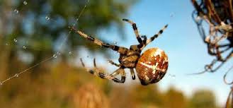Black widow spider (lactrodectus hesperus) and egg sac. 10 Interesting Facts About Spiders You Need To Know Debugged