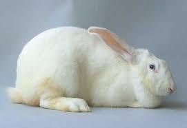 Beveren Rabbit Rabbit Breeds Animals Rabbit