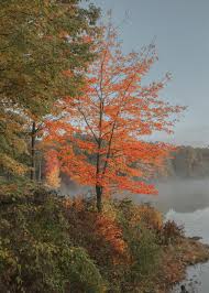 Image result for Autumn Rose 1958 Kelvinator