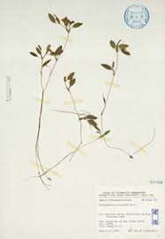 Image result for Potamogeton octandrus