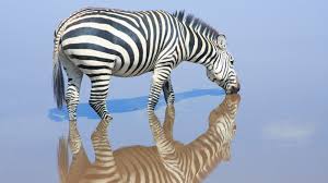 Region Spotlight Gorigor Swamp Is A Refuge For Elephants And Hippos As Well As A Profusion Of Water Birds The In 2020 Lions And Hyenas African Wildlife Serval Cats