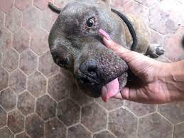 Check spelling or type a new query. Man Kills Neighbour S Dog In Lahore S Dha
