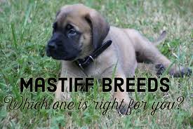 Check spelling or type a new query. What Are The Different Types Of Mastiff Breeds And Which Is Best For Me Pethelpful