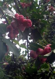 Common Tropical Fruits In The Philippines