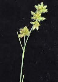 Image result for Fuirena obcordata