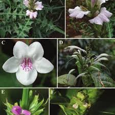 Image result for Neuracanthus africanus