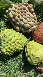 Image result for Annona