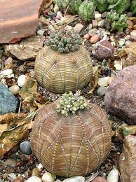 And are there male calico cats? Female And Male Euphorbia Obesa Succulents Of The Euphorbia Genus Cactus Plants Planting Succulents Euphorbia