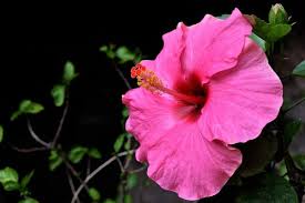 Rosa di Sharon: coltivazione e cura