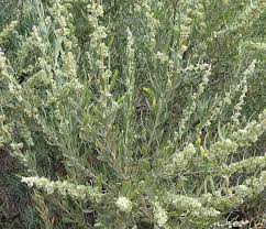 Image result for Atriplex