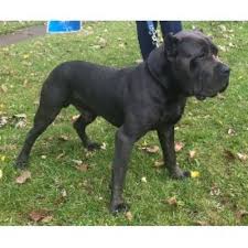 Over the years we have invested our time in shelters in the new york area to help get them in good homes. Llj Cane Corso Cane Corso Breeder In Akron Ohio