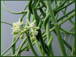 Image result for Cynanchum orangeanum