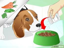 How To Treat Dog Constipation 9 Steps With Pictures Wikihow