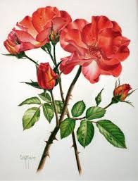 Colored Pencil Drawings Google Search Simple Flower Drawing Flower Drawing Flower Drawing Design