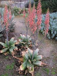 Image result for Aloe cameronii × greatheadii