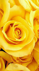 Beautiful Flowers - My Garden | Yellow Roses, Flower Aesthetic, Yellow Rose  Flower