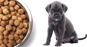 Feeding A Cane Corso Puppy How To Look After Your New Best