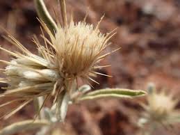 Image result for Dicoma tomentosa