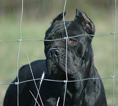 Find a cane corso on gumtree, the #1 site for dogs & puppies for sale classifieds ads in the uk. Cane Corso Puppies For Sale Texas