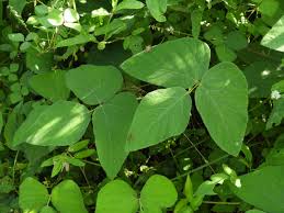 Image result for Mucuna