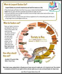 Maybe you would like to learn more about one of these? Pin By Sheila Witt Agnew On Leopard Gecko Leopard Gecko Care Can Your Pet Leopard Gecko