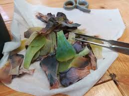 下葉が黄色くブヨブヨになって枯れ落ちる原因は 多肉植物 梅雨管理 エケベリア