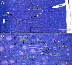 Accepted by most, the debate over the general ques Frontiers Brain Ultrastructure Putting The Pieces Together Cell And Developmental Biology