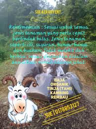Baja organik tahi kambing rembau photos facebook. Baja Organik Tahi Kambing Rembau Photos Facebook
