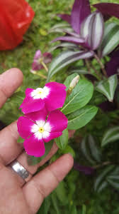 Tumbuhan ini dapat hidup pada cuaca panas di semua zona tumbuh, baik itu dataran kering sampai yang berpasir. Tanaman Hias Berbunga Indah Dan Berkhasiat Obat Tapak Dara Vinca Rosea Planter And Forester