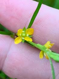 Image result for Aeollanthus subacaulis