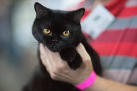 13 hypoallergenic cat breeds that won't give you the sniffles. Are Bombay Cats Hypoallergenic Do They Shed A Lot