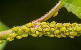 We did not find results for: How To Get Rid Of Aphids Kings Plant Doctor