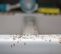 In most cases, though, if you're breaking your lease due to untenable living conditions the fees and other. Are Tenants Or Landlords Responsible For Pest Control Apartmentguide Com