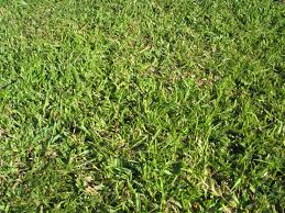 How much does it cost to level a yard? How To Plant Centipede Grass And Caring For Centipede Grass