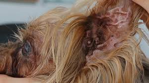 The most common cause of a hematoma in a cats ear is an ear mite infection! Cauliflower Ear In Dogs Causes Symptoms And Treatments Petmoo