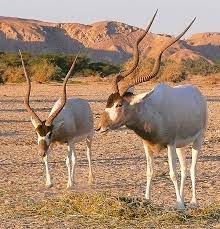 Learn more about the addax here. Addax Definition And Synonyms Of Addax In The English Dictionary