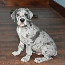 Browse search results for rottweiler mix puppies pets and animals for sale in california. Travis Great Dane Puppy 635488 Puppyspot