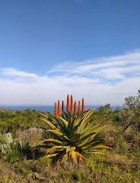 Image result for Aloe christianii