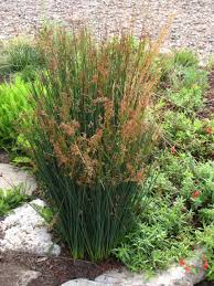 Image result for Juncus exsertus