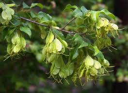 Image result for Hymenocardia