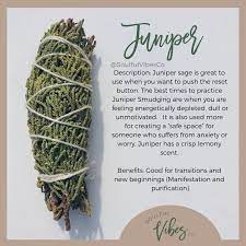 Are You Familiar With Juniper Benefits Of Juniper 1 Creates Safe 2 Protection 3 Invites Positive Energy 4 Pro Magical Herbs Herbal Magic Sage Smudging