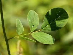 Image result for Indigofera hirsuta