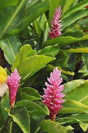 Jengibre Zingiber Officinale Flores Provincia De Alajuela Costa Rica America Central Ginger Plant Images Flowers Plant Images