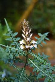 Image result for Acanthus montanus